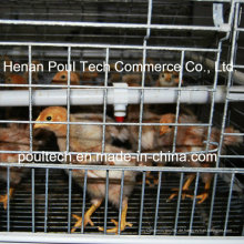 Neuer Typ Chick Brood Cage für die Chicken Farm (ein Rahmen)